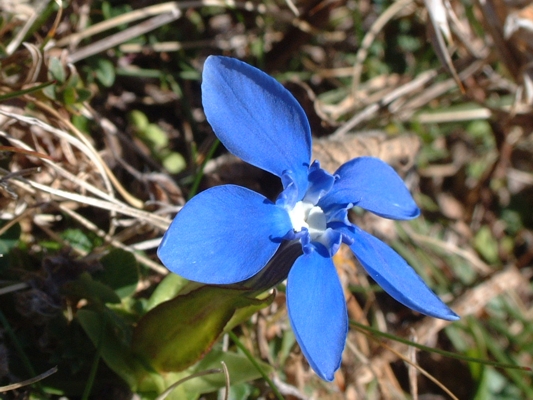 Gentiana verna / Genziana primaticcia